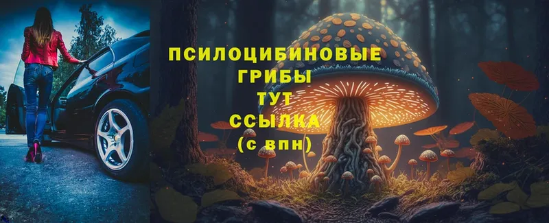 магазин  наркотиков  Анадырь  Галлюциногенные грибы Psilocybe 